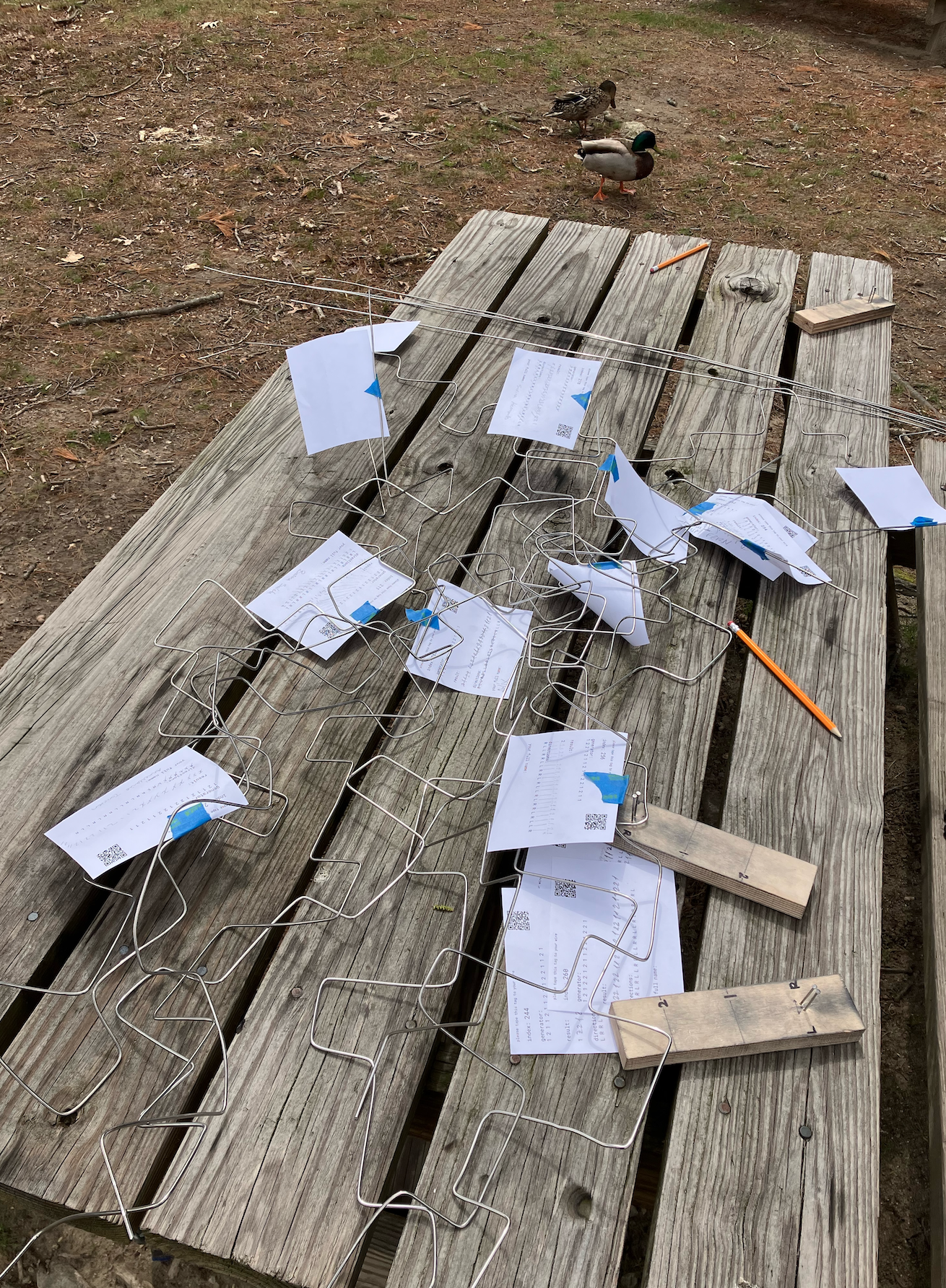 dm_picnic_ducks.png